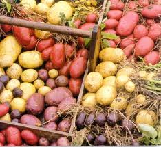 colorPotato